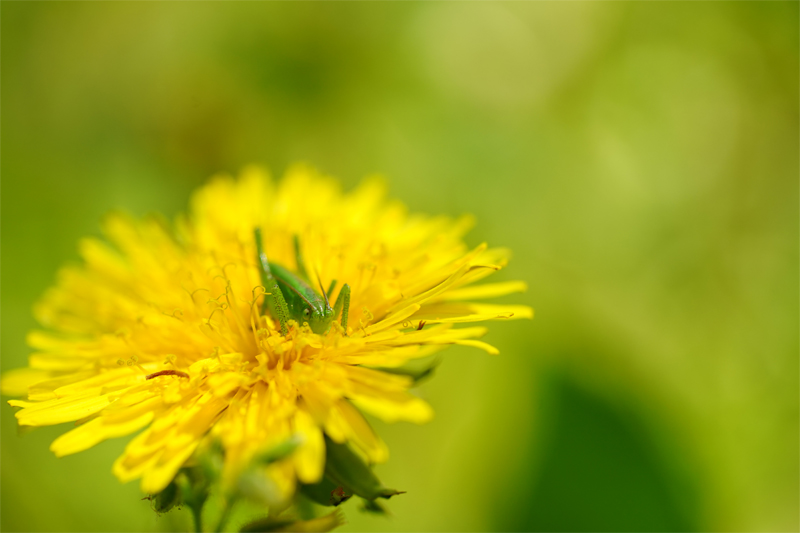 SEL90M28GgpĎBeꂽʐ^