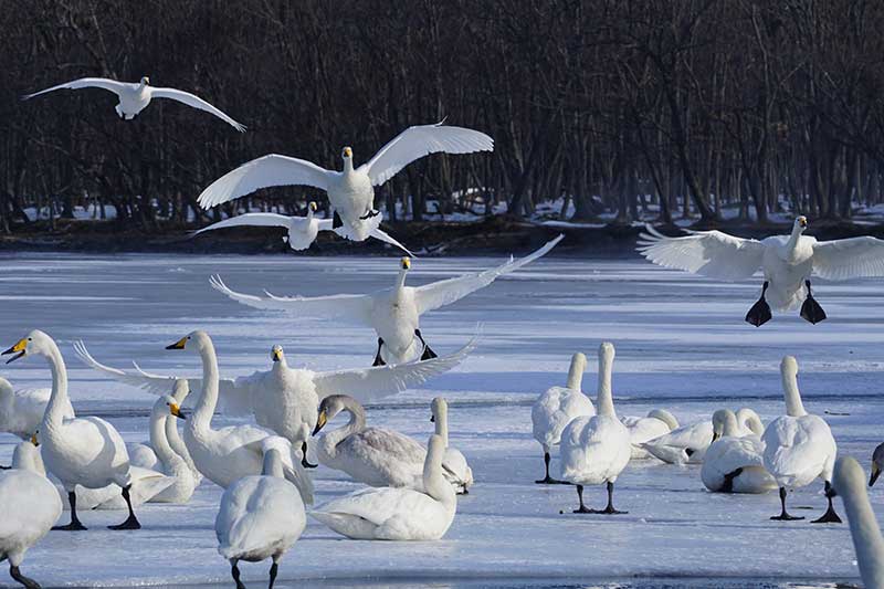 白鳥の群れが氷上に降り立つ様子を撮影した画像