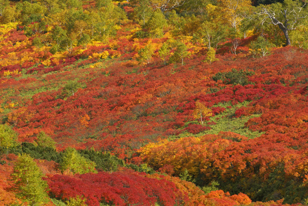色鮮やかな紅葉の風景の一部を切り取った写真　絨毯のように広がって見える