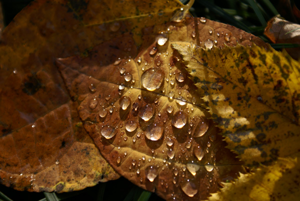 紅葉した葉についた水滴に光が差し込んでいる写真
