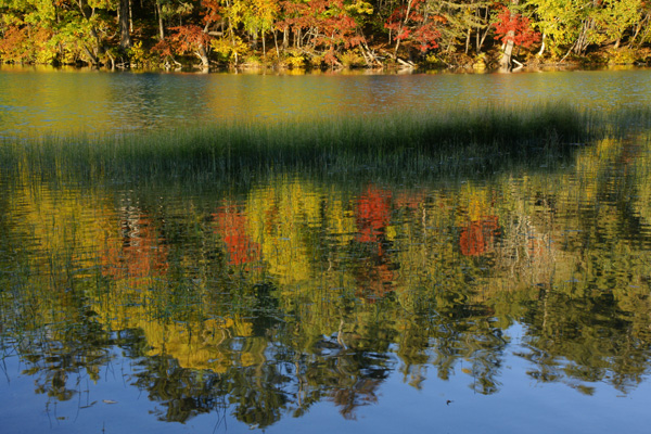 紅葉した木々が水面に反射している写真