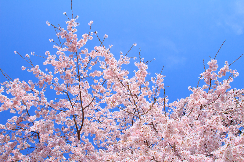 春の桜を美しく残す デジタル一眼カメラ A アルファ で写真撮影を楽しむ 活用ガイド デジタル一眼カメラ A アルファ サポート お問い合わせ ソニー