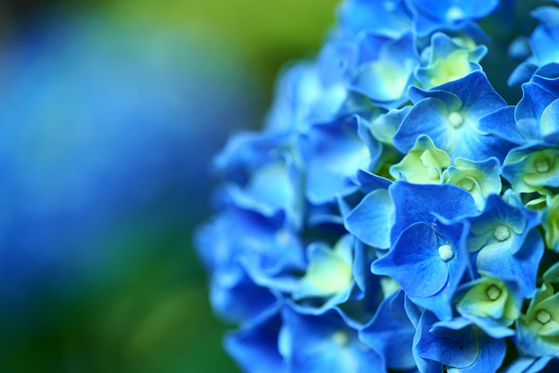 雨の日に紫陽花をきれいに写す | デジタル一眼カメラ α（アルファ）で