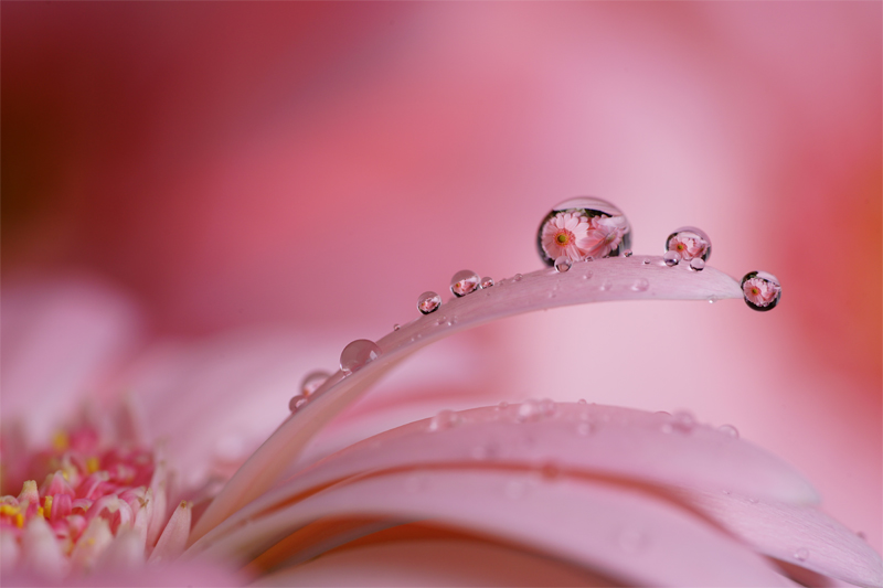 花びらにつく水滴を接写した写真
