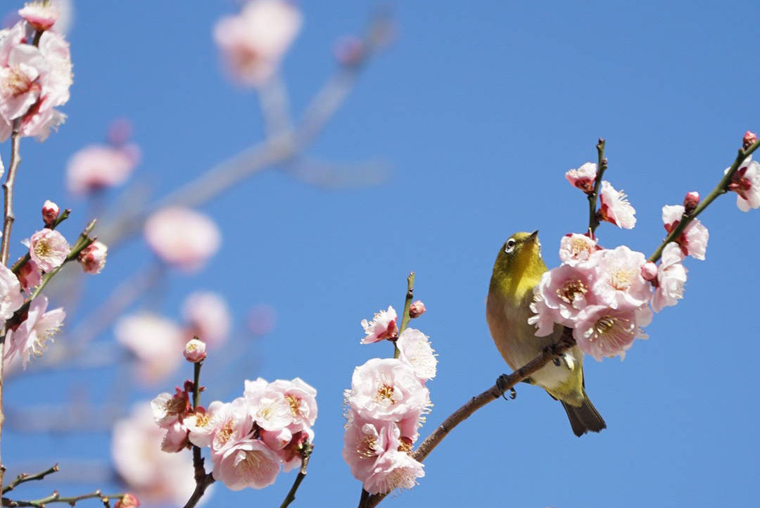 梅の花景色を撮る デジタル一眼カメラ A アルファ で写真撮影を楽しむ 活用ガイド デジタル一眼カメラ A アルファ サポート お問い合わせ ソニー