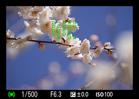 揺れを補正し、しっかりとピントがあっている梅の花の写真