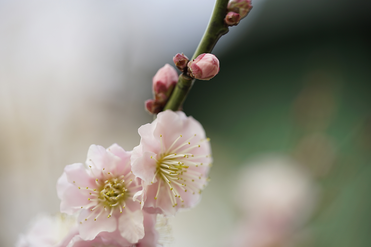 zCgoXŎRȐFŎBeꂽ~̉Ԃ̎ʐ^