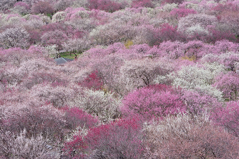 𑜖]Y[YSEL70300GgĎBe~т̎ʐ^