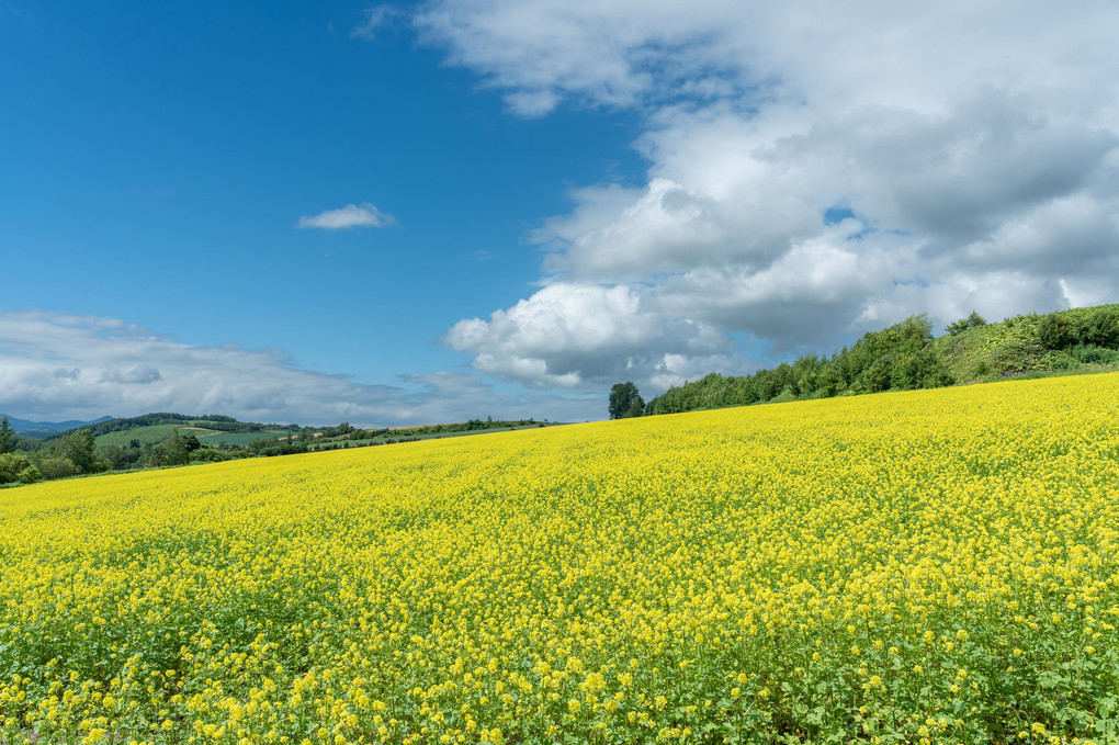 Lȍ؂̉Ԕ ŜɃsgʐ^