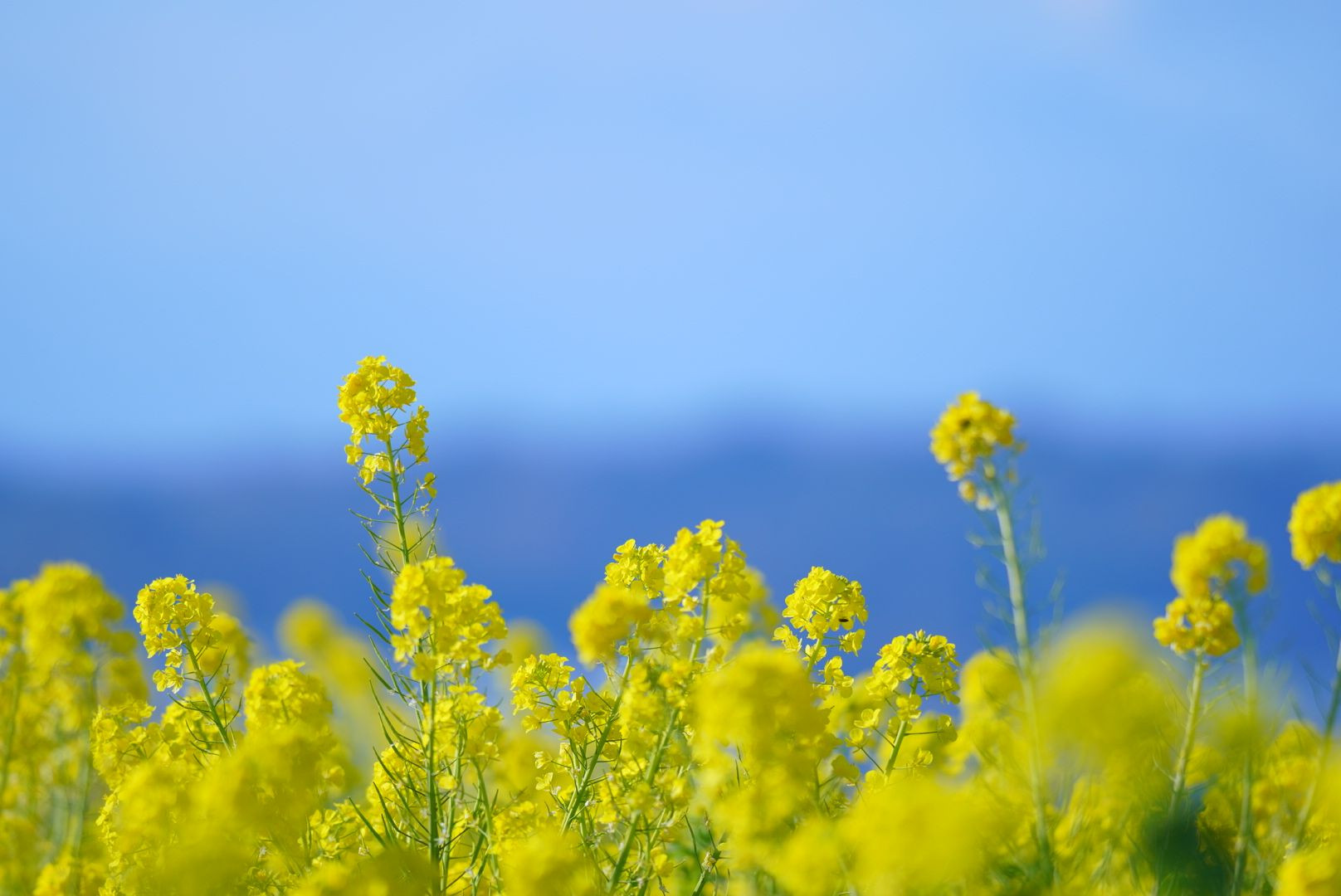 ̐ƍ؂̉Ԃ̉FN₩Ȏʐ^