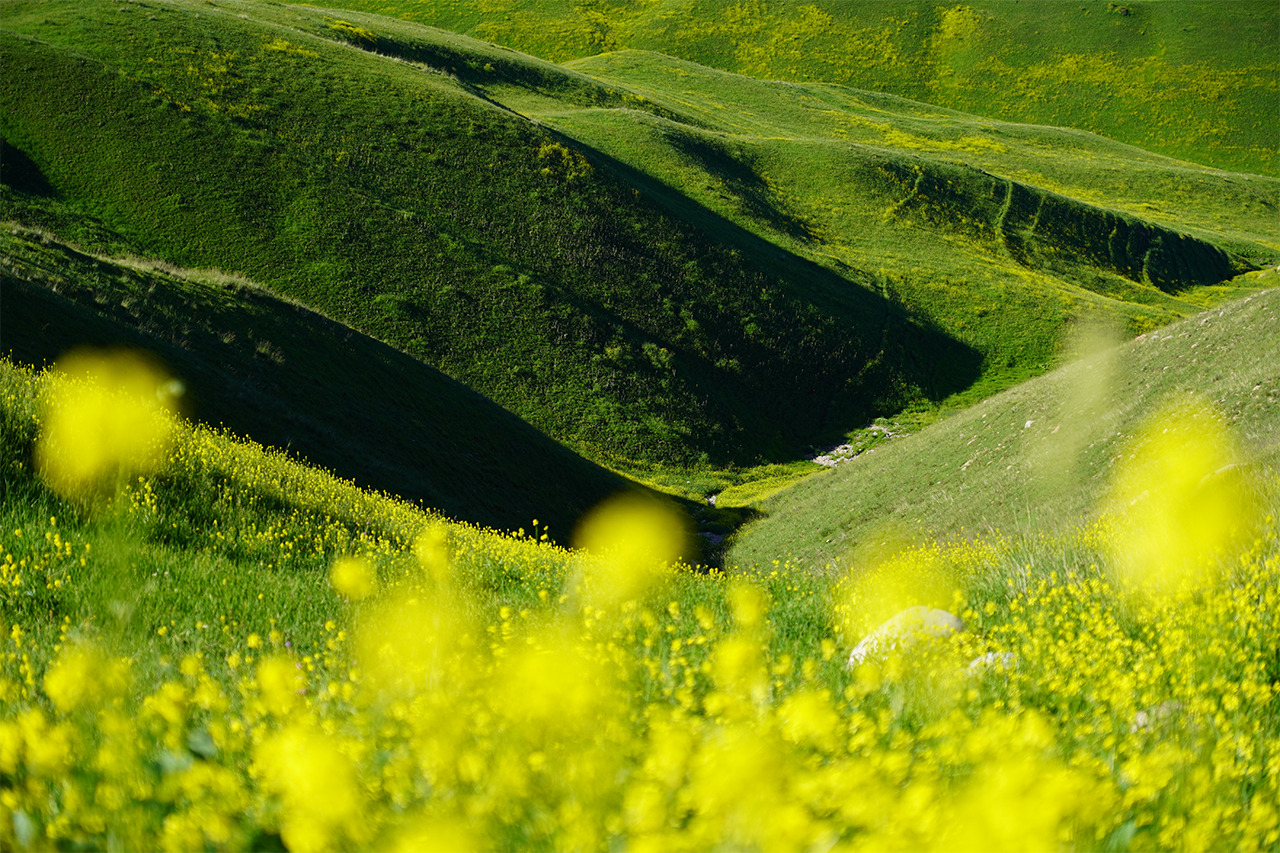 SEL1655GgpĎBeꂽ؂̉Ԃ̕iʐ^