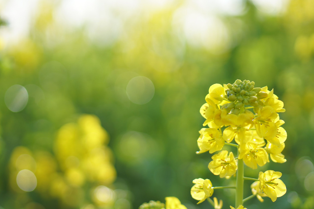 SEL50F18gpĎBeꂽ؂̉Ԃ̎ʐ^