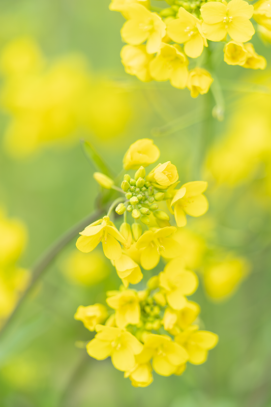 SEL90M28GgpĎBeꂽ؂̉Ԃ̎ʐ^