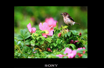 �摜�f�[�^���o�b�N�A�b�v�����������[�J�[�h���f�W�^���t�H�g�t���[���̃������[�J�[�h�X���b�g�ɑ}�����݂܂��B