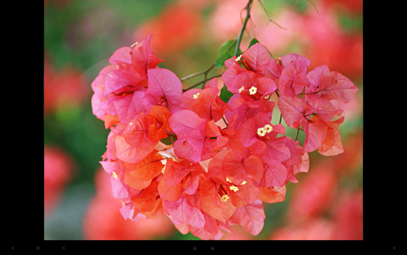 �A�v�����N��