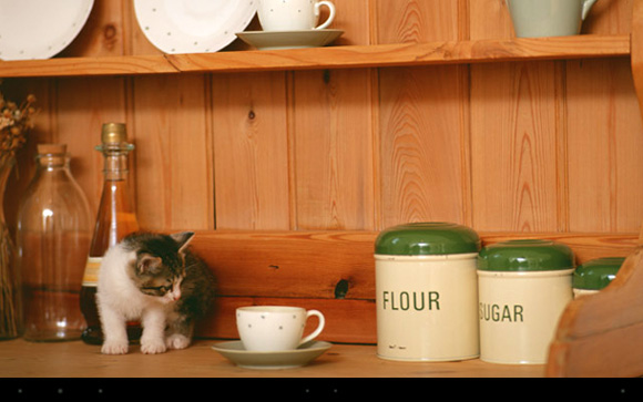 �Î~��܂��͓���