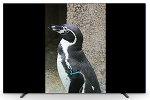 テレビ画面にミラーリングされた画像、ペンギンが映し出されている