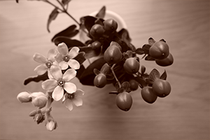 卓上の花を上からクリエイティブルックのSEモードで撮影した例