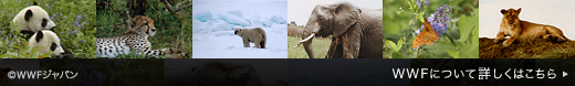for a living planet
WWF�ɂ��ďڂ����͂�����