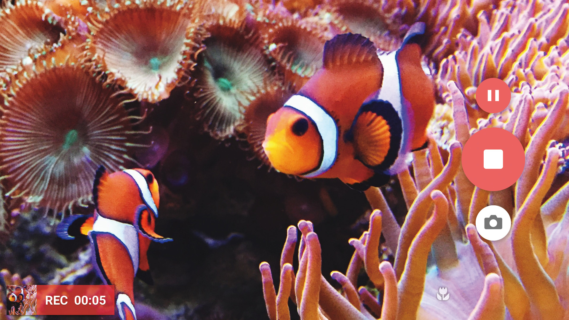 カメラのキャプチャ