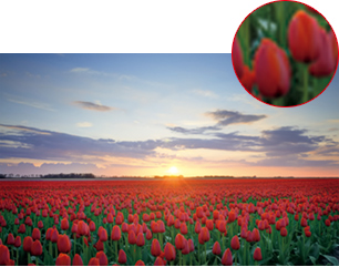 X-Reality for mobile　オフの写真