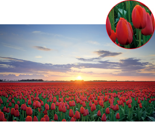 X-Reality for mobile　オンの写真