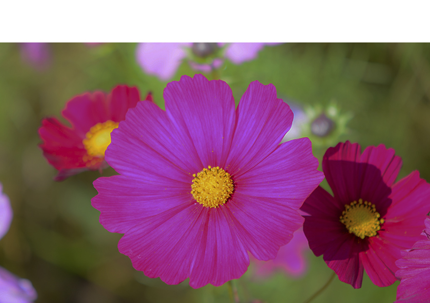 明るさの自動調節 OFF