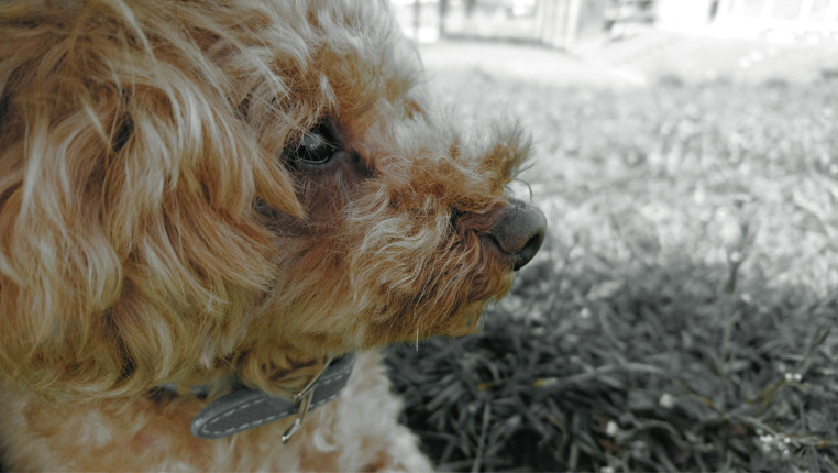 クリエイティブエフェクト写真