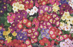 トリルミナスディスプレイ