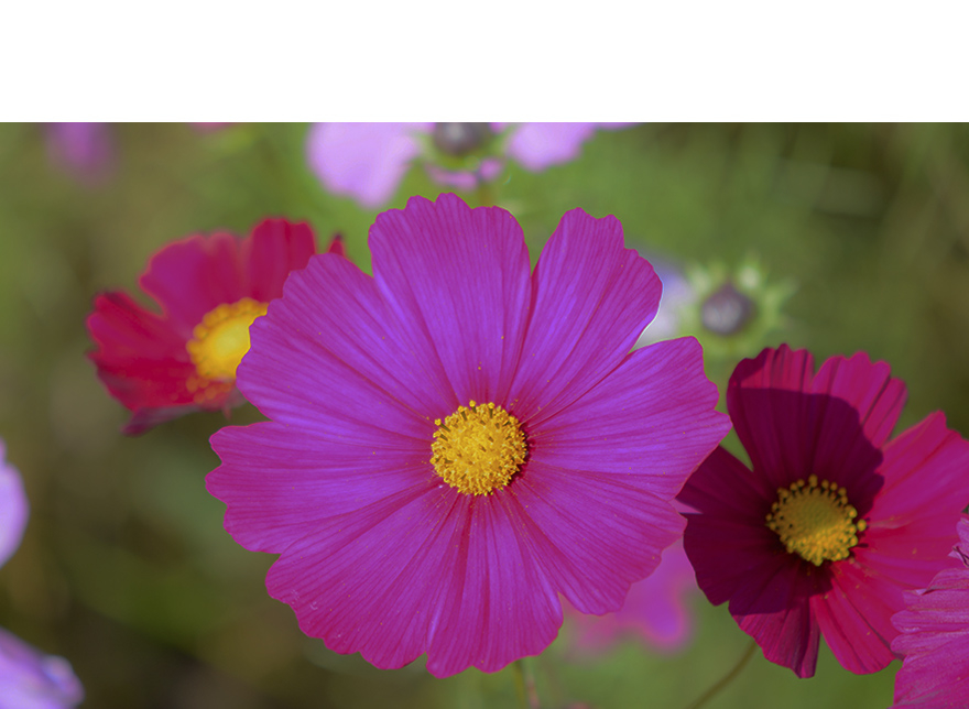 明るさの自動調節 OFF