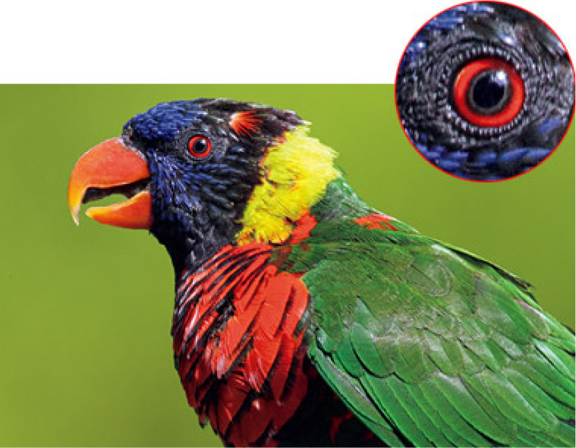 X-Reality&reg; for mobile ON